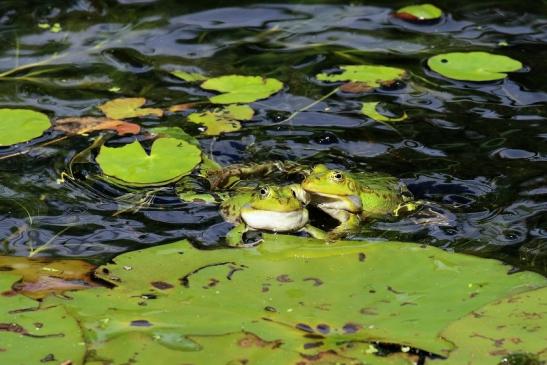 Hochzeit der Kleinen Wasserfrösche Atrium Park Dietzenbach 2020