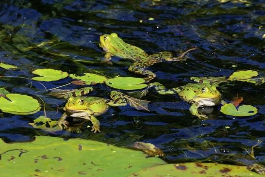 Kleiner Wasserfrosch Atrium Park Dietzenbach 2020