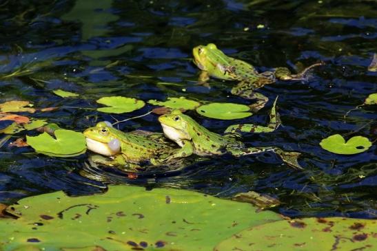 Hochzeit der Kleinen Wasserfrösche Atrium Park Dietzenbach 2020