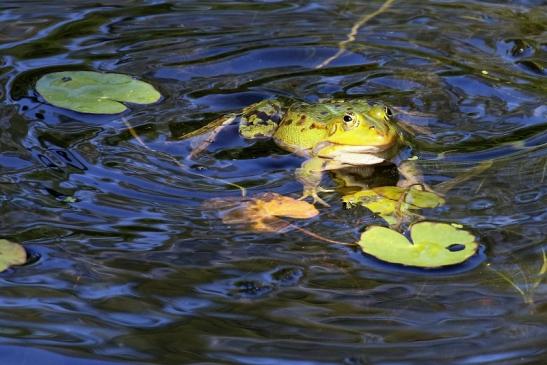 Hochzeit der Kleinen Wasserfrösche Atrium Park Dietzenbach 2020