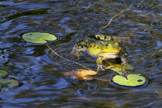 Kleiner Wasserfrosch Atrium Park Dietzenbach 2020