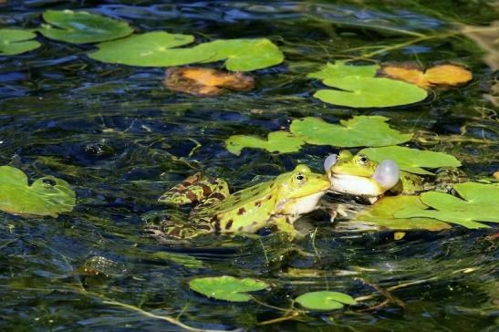 Hochzeit der Kleinen Wasserfrösche Atrium Park Dietzenbach 2020