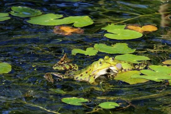 Hochzeit der Kleinen Wasserfrösche Atrium Park Dietzenbach 2020