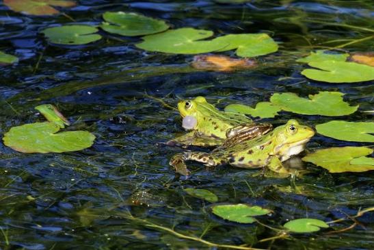 Kleiner Wasserfrosch Atrium Park Dietzenbach 2020