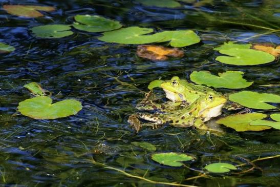 Kleiner Wasserfrosch Atrium Park Dietzenbach 2020