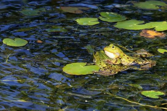 Hochzeit der Kleinen Wasserfrösche Atrium Park Dietzenbach 2020