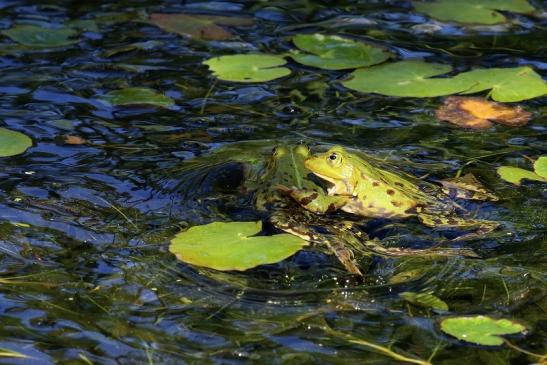 Kleiner Wasserfrosch Atrium Park Dietzenbach 2020