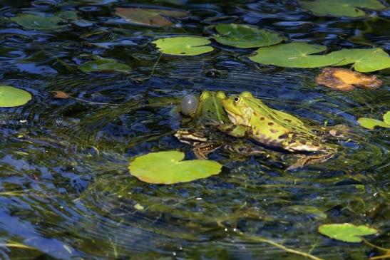 Hochzeit der Kleinen Wasserfrösche Atrium Park Dietzenbach 2020