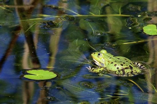 Hochzeit der Kleinen Wasserfrösche Atrium Park Dietzenbach 2020