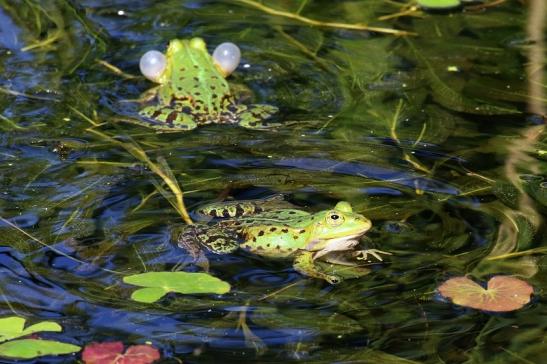 Hochzeit der Kleinen Wasserfrösche Atrium Park Dietzenbach 2020