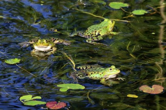 Hochzeit der Kleinen Wasserfrösche Atrium Park Dietzenbach 2020