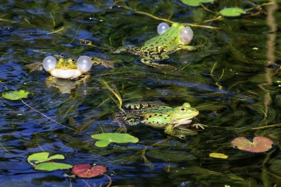 Hochzeit der Kleinen Wasserfrösche Atrium Park Dietzenbach 2020