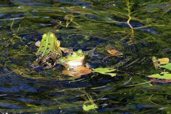 Hochzeit der Kleinen Wasserfrösche Atrium Park Dietzenbach 2020