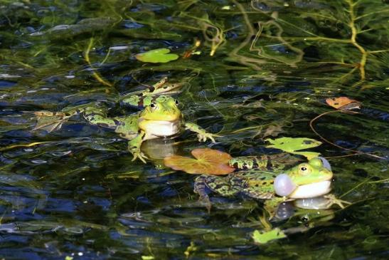 Hochzeit der Kleinen Wasserfrösche Atrium Park Dietzenbach 2020