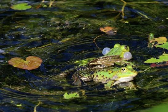 Hochzeit der Kleinen Wasserfrösche Atrium Park Dietzenbach 2020