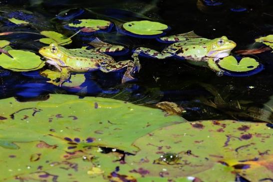 Hochzeit der Kleinen Wasserfrösche Atrium Park Dietzenbach 2020