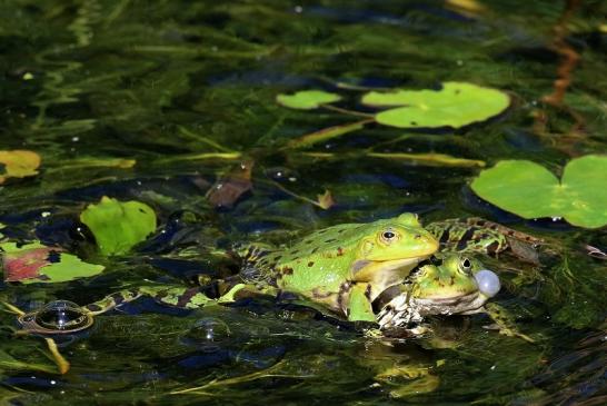 Hochzeit der Kleinen Wasserfrösche Atrium Park Dietzenbach 2020