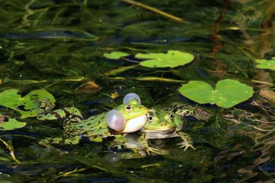 Hochzeit der Kleinen Wasserfrösche Atrium Park Dietzenbach 2020