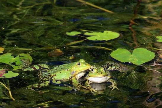 Hochzeit der Kleinen Wasserfrösche Atrium Park Dietzenbach 2020