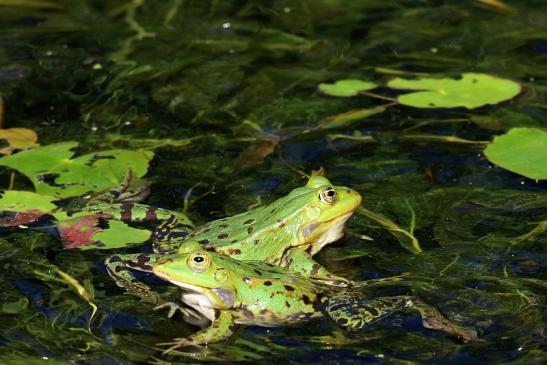 Hochzeit der Kleinen Wasserfrösche Atrium Park Dietzenbach 2020