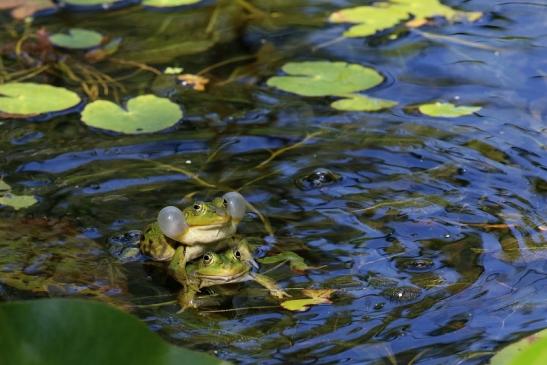 Hochzeit der Kleinen Wasserfrösche Atrium Park Dietzenbach 2020