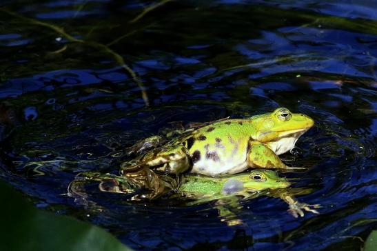 Hochzeit der Kleinen Wasserfrösche Atrium Park Dietzenbach 2020