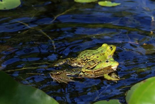 Hochzeit der Kleinen Wasserfrösche Atrium Park Dietzenbach 2020