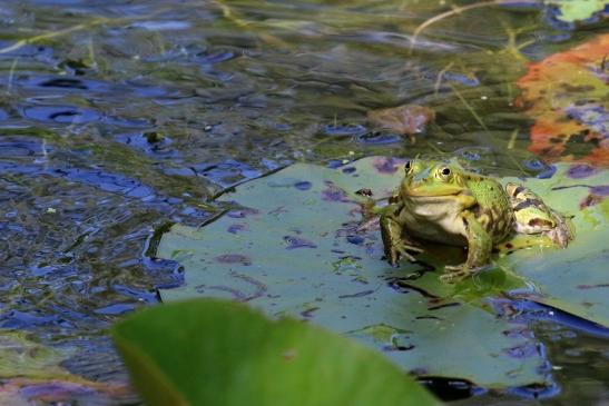 Hochzeit der Kleinen Wasserfrösche Atrium Park Dietzenbach 2020