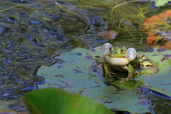 Hochzeit der Kleinen Wasserfrösche Atrium Park Dietzenbach 2020