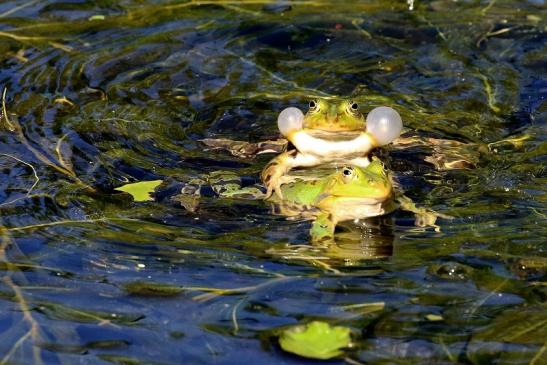 Hochzeit der Kleinen Wasserfrösche Atrium Park Dietzenbach 2020