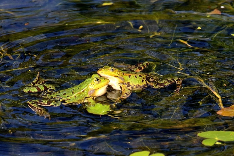 Hochzeit der Kleinen Wasserfrösche Atrium Park Dietzenbach 2020
