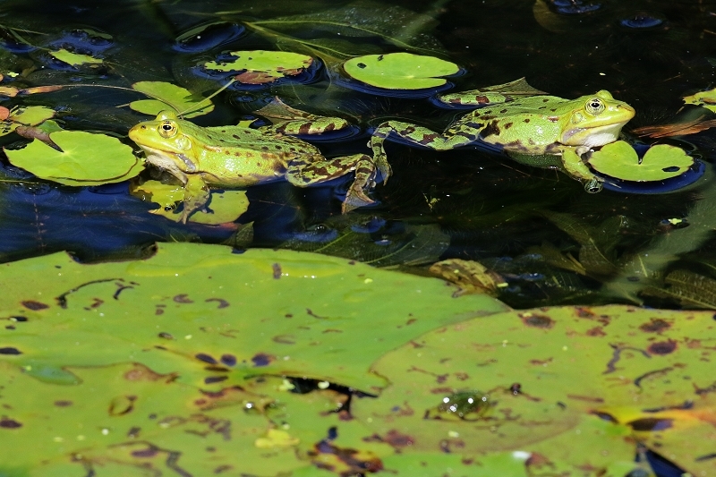 Hochzeit der Kleinen Wasserfrösche Atrium Park Dietzenbach 2020