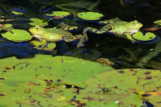 Hochzeit der Kleinen Wasserfrösche Atrium Park Dietzenbach 2020