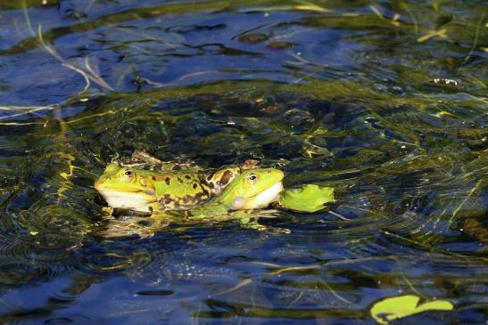 Hochzeit der Kleinen Wasserfrösche Atrium Park Dietzenbach 2020