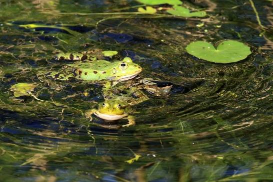 Hochzeit der Kleinen Wasserfrösche Atrium Park Dietzenbach 2020