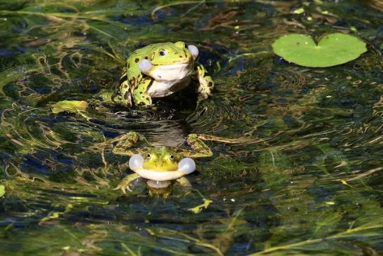 Hochzeit der Kleinen Wasserfrösche Atrium Park Dietzenbach 2020