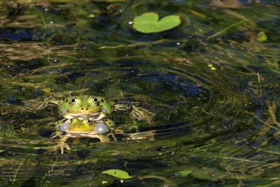 Hochzeit der Kleinen Wasserfrösche Atrium Park Dietzenbach 2020