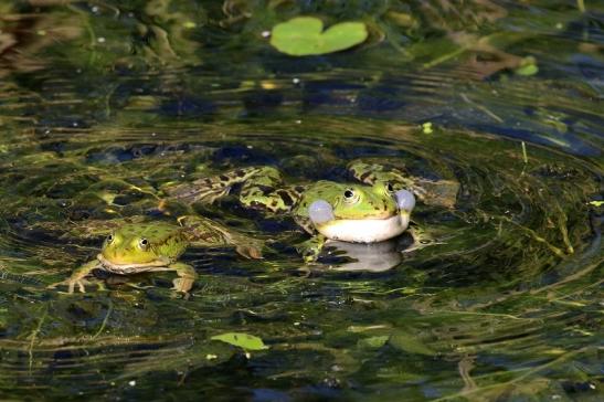 Hochzeit der Kleinen Wasserfrösche Atrium Park Dietzenbach 2020