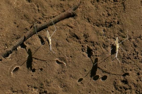 Wasserläufer Mönchbruchwiesen Oktober 2021