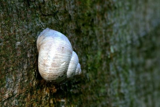 Weinbergschnecke Wildpark Alte Fasanerie Klein Auheim 2016