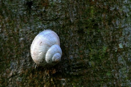 Weinbergschnecke Wildpark Alte Fasanerie Klein Auheim 2016