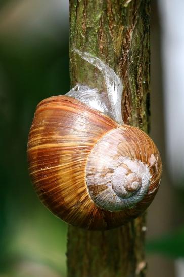 Weinbergschnecke Wildpark Alte Fasanerie Klein Auheim 2021