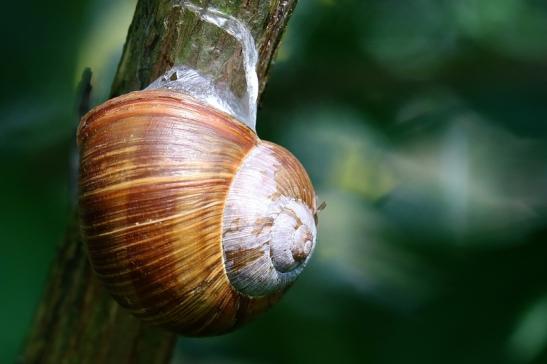 Weinbergschnecke Wildpark Alte Fasanerie Klein Auheim 2021