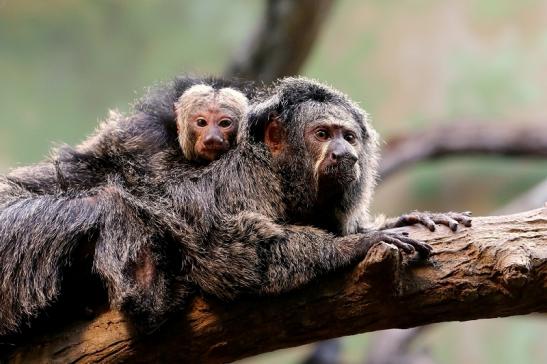 Foto des Monats Januar 2020 Weisskopfsaki mit Jungtier Zoo Frankfurt am Main