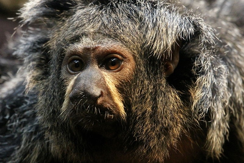 Weißkopfsaki Zoo Frankfurt Main 2013