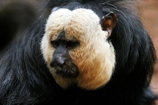 Weißkopfsaki Zoo Frankfurt Main 2013