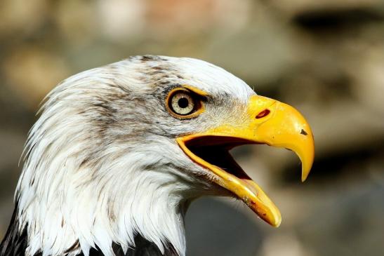 Foto des Monats November 2020 Weißkopf Seeadler Falknerei auf der Ronneburg