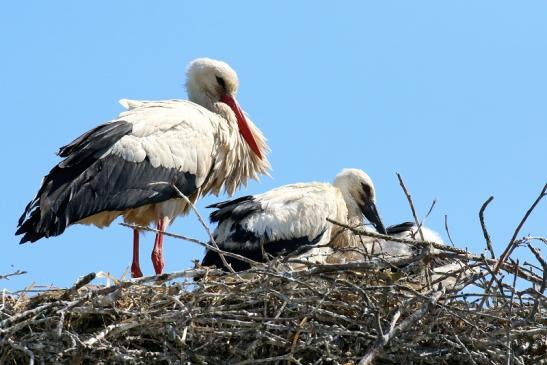 Weißstorch mit vier Jungtieren Obstbau-Äpplergarten Lukas Trebur 2021