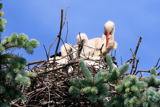 Weißstorch mit vier Jungtieren Obstbau-Äpplergarten Lukas Trebur 2021