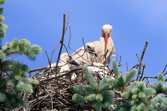 Weißstorch mit vier Jungtieren Obstbau-Äpplergarten Lukas Trebur 2021